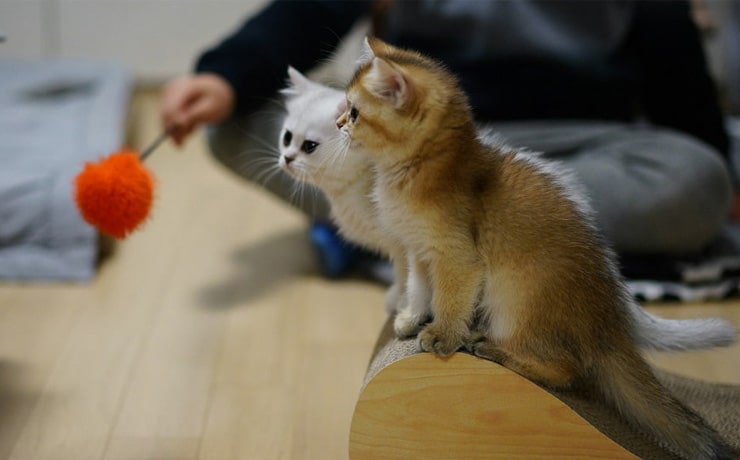 Benefits-of-Choosing-Sullivan-Veterinary-section