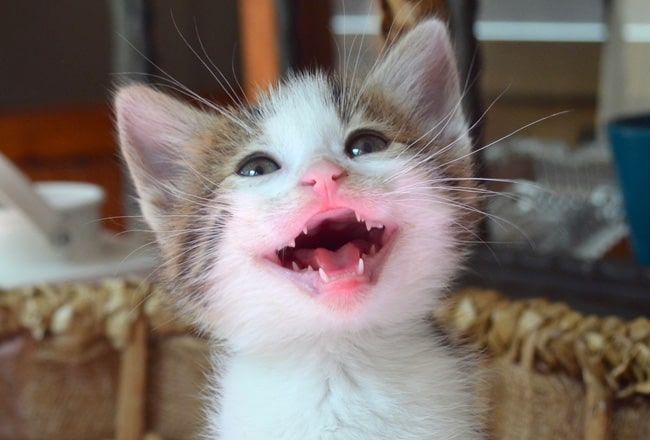 Cat-dental