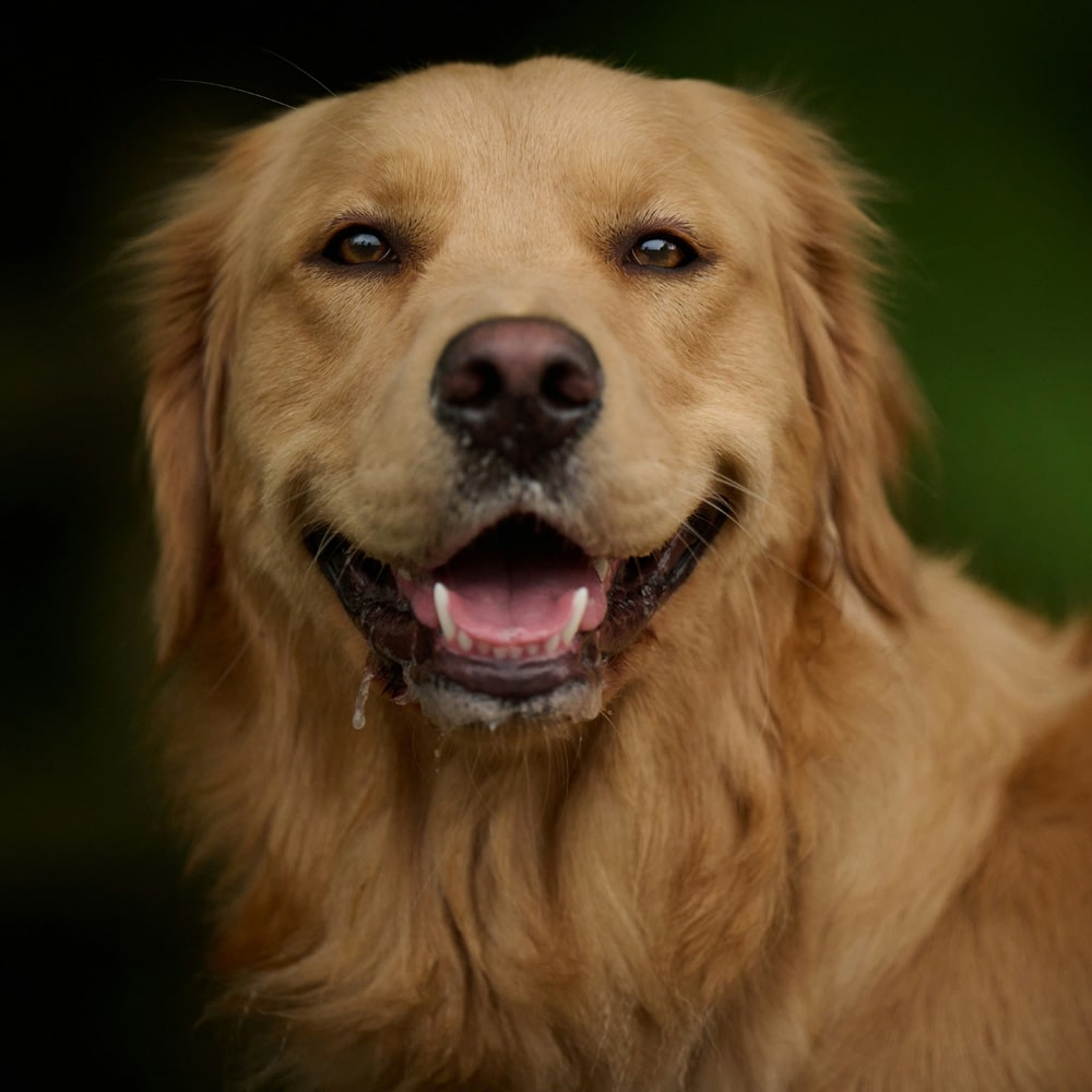Golden retriever looking in front