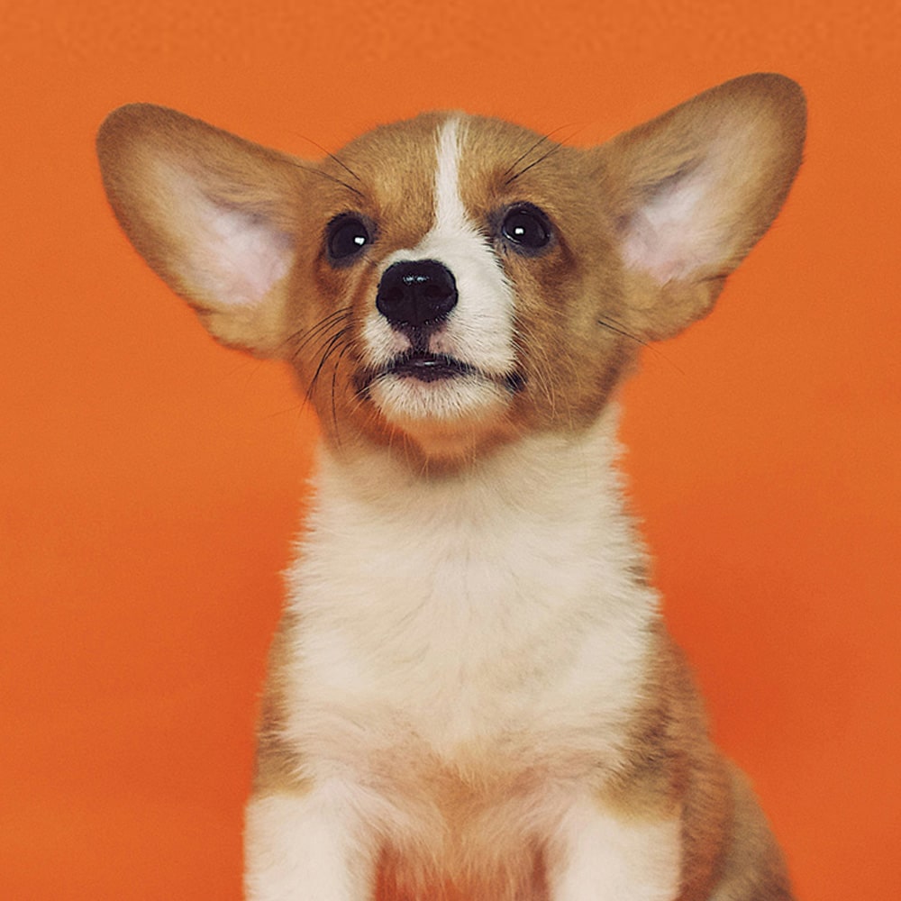 A small brown and white dog sits against a vibrant orange background