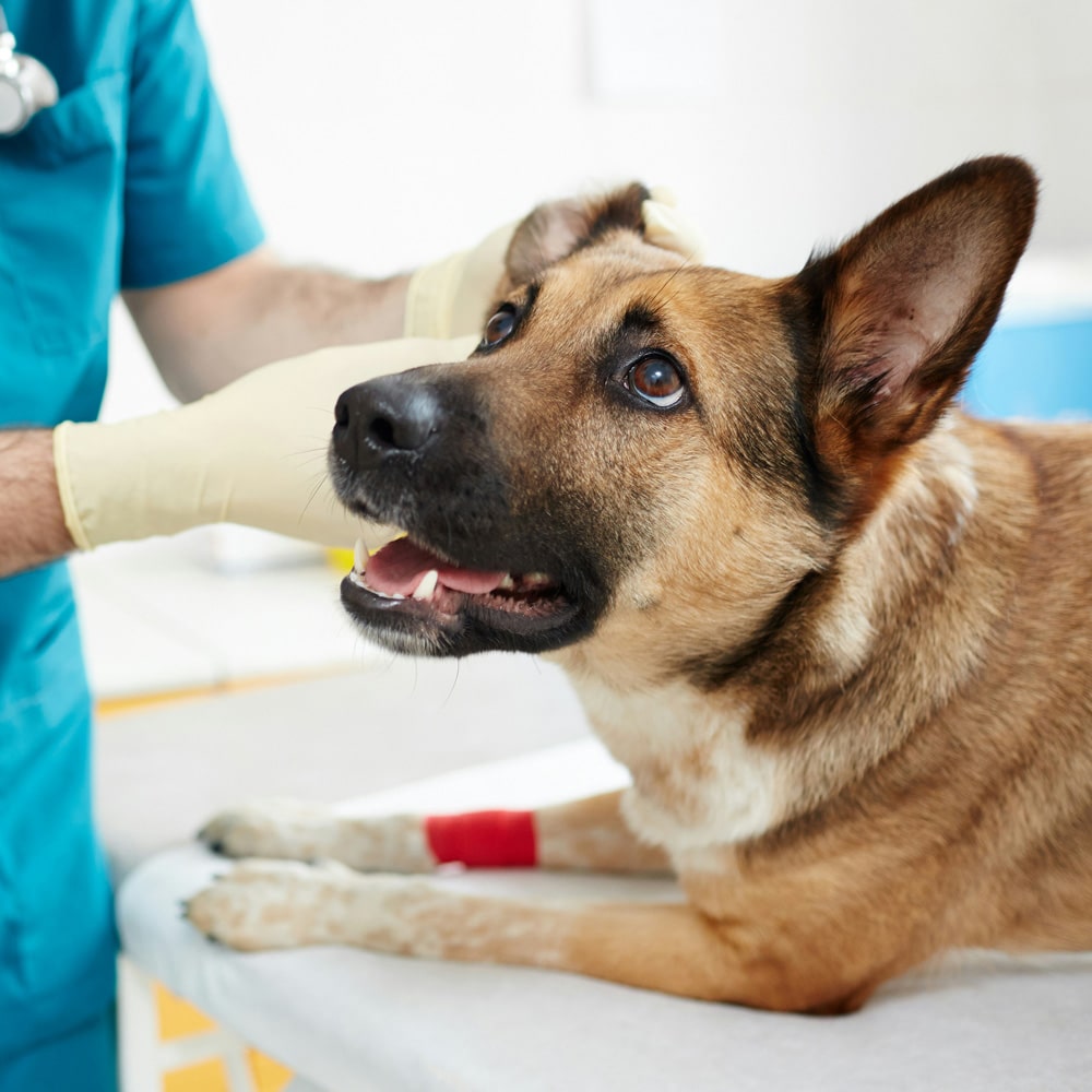 Sick dog under the treatment