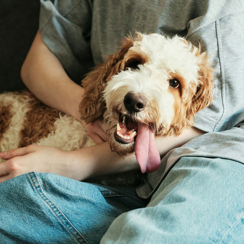 A person sits comfortably on a couch, with a dog resting