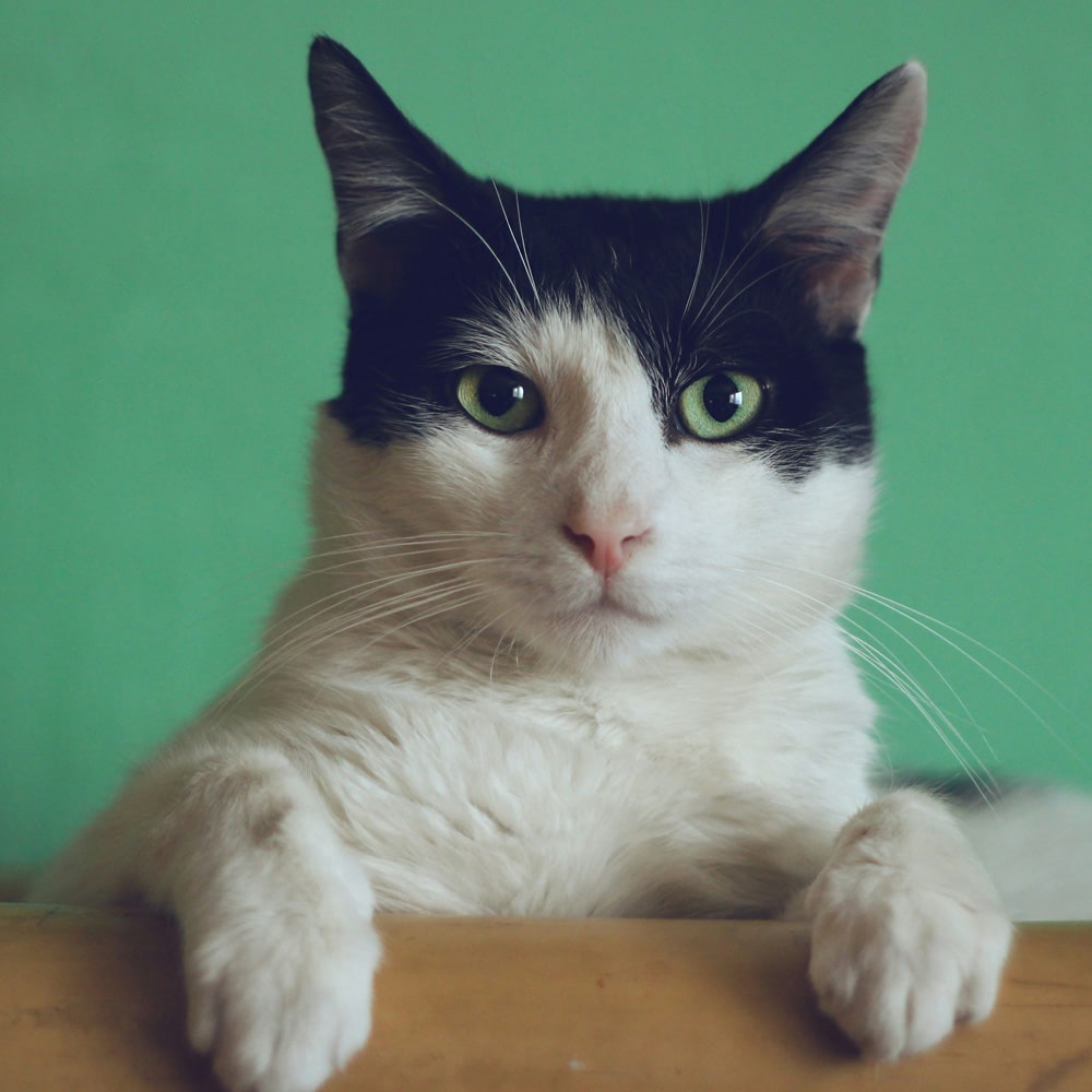 Sweet cat looking Infront of the camera