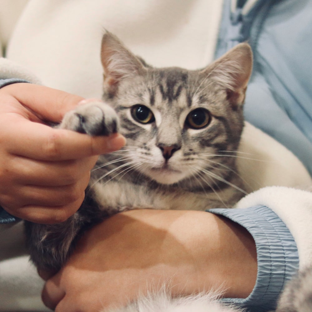 14 Small kitten showing paws