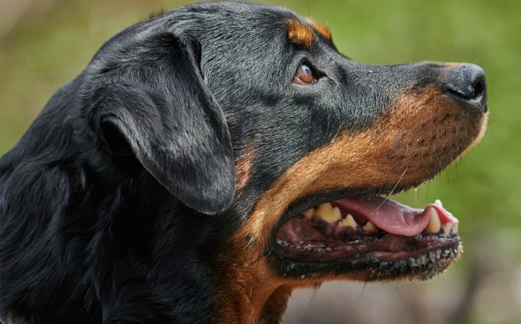 Why-Is-Dental-Care-Important-section