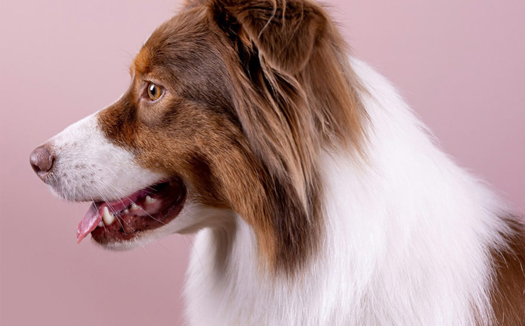 Why-Veterinary-Surgery-Matters-section