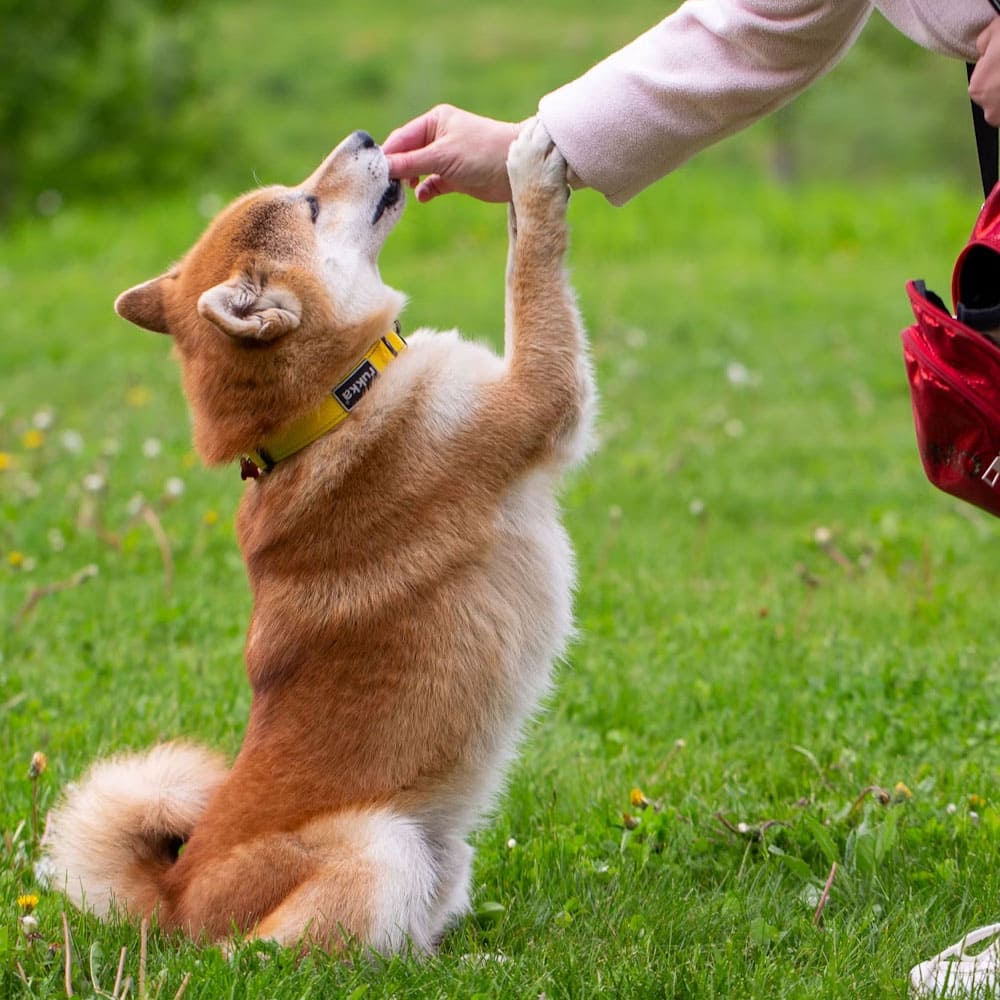 14 Playing with dog on the field