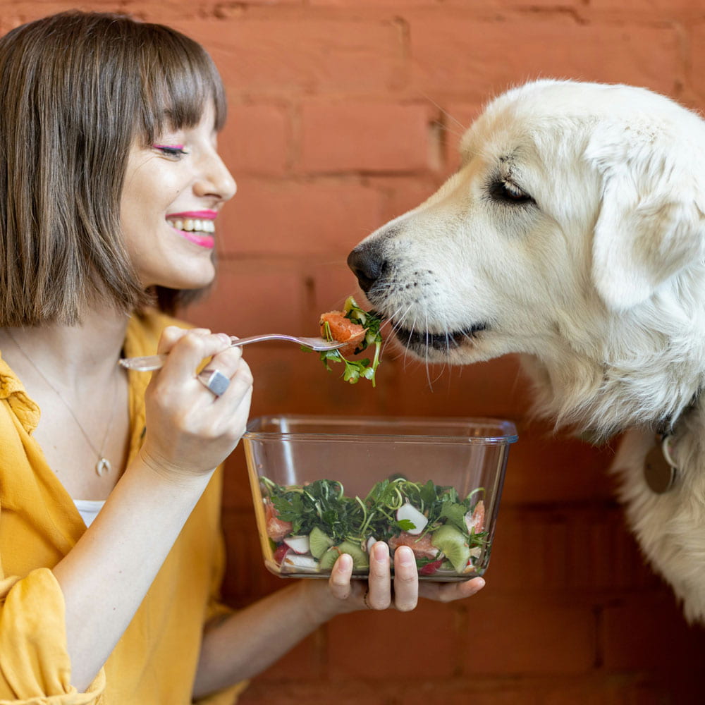 A dog happily eating from a lady
