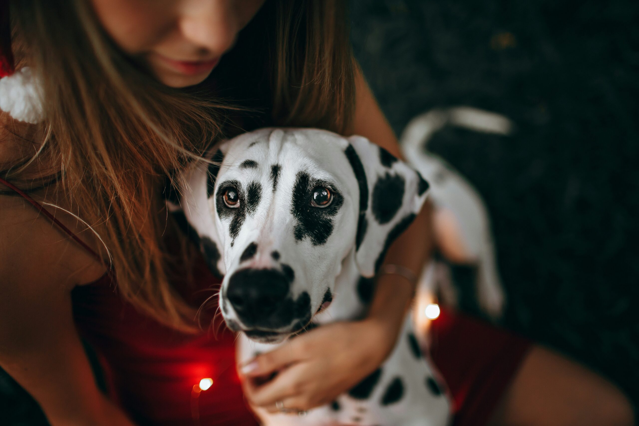 Girl embraces her spotted Dalmatian.