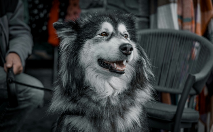 Gray Alaskan Malamute dog portrait