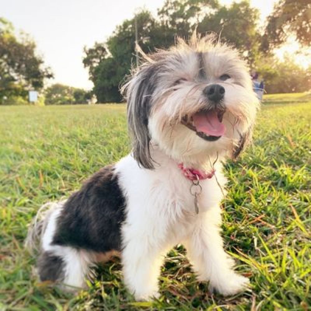 Happy dog sitting in grass