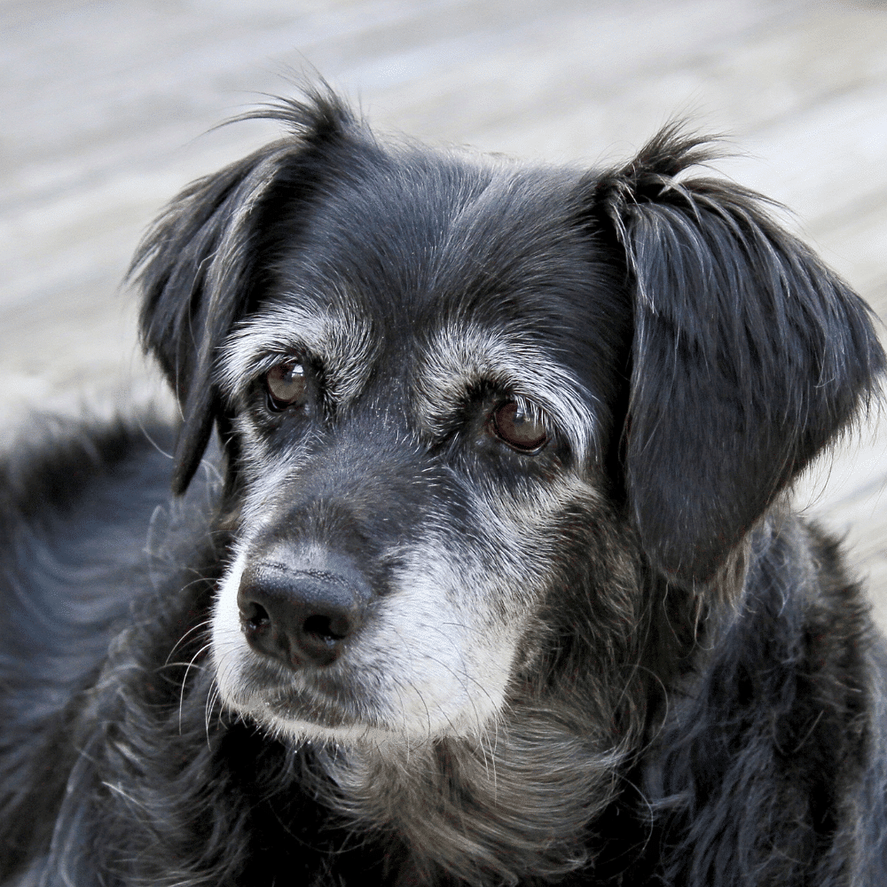 senior dog with grey starting to show around its eyes and nose